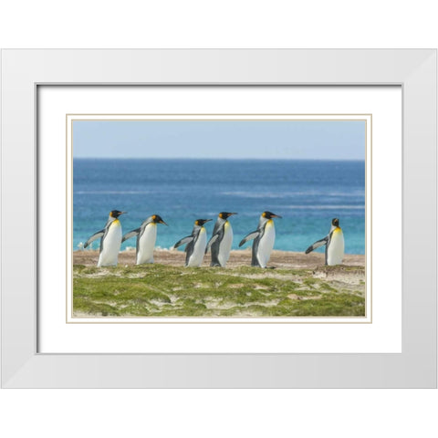 East Falkland King penguins walking White Modern Wood Framed Art Print with Double Matting by Illg, Cathy and Gordon