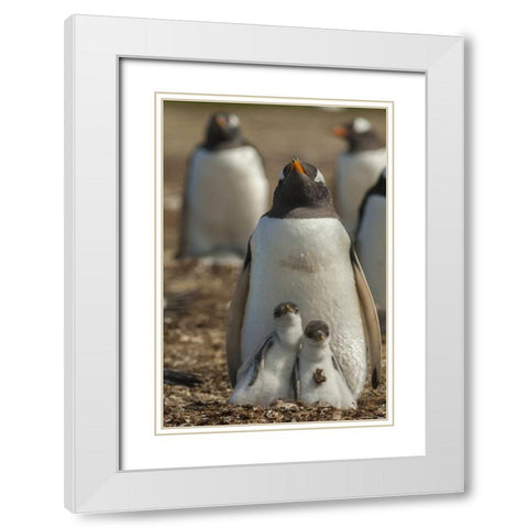 East Falkland Gentoo penguin chicks and parent White Modern Wood Framed Art Print with Double Matting by Illg, Cathy and Gordon