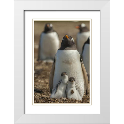 East Falkland Gentoo penguin chicks and parent White Modern Wood Framed Art Print with Double Matting by Illg, Cathy and Gordon