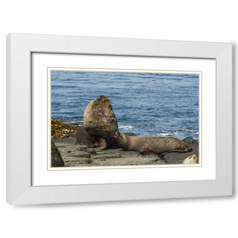 Bleaker Island Southern sea lions near water White Modern Wood Framed Art Print with Double Matting by Illg, Cathy and Gordon