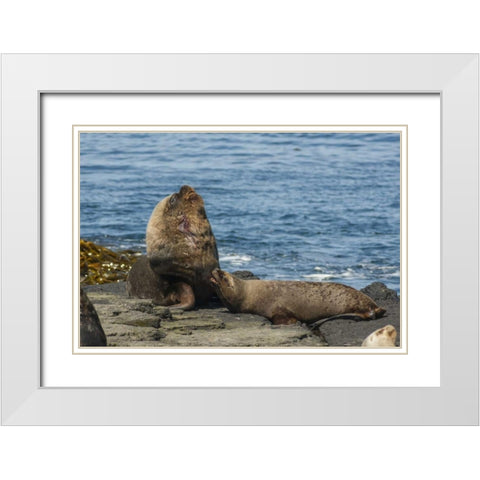 Bleaker Island Southern sea lions near water White Modern Wood Framed Art Print with Double Matting by Illg, Cathy and Gordon