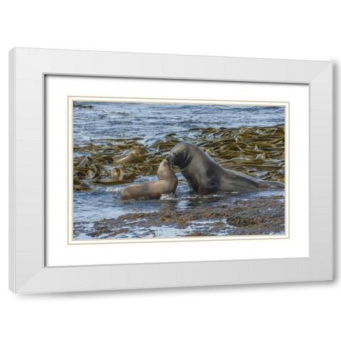 Bleaker Island Southern sea lions near water White Modern Wood Framed Art Print with Double Matting by Illg, Cathy and Gordon