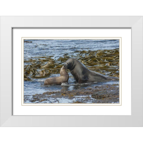 Bleaker Island Southern sea lions near water White Modern Wood Framed Art Print with Double Matting by Illg, Cathy and Gordon