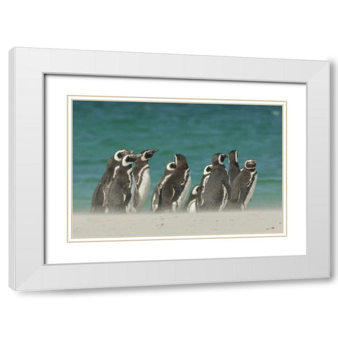 Bleaker Island Gentoo penguins on the beach White Modern Wood Framed Art Print with Double Matting by Illg, Cathy and Gordon