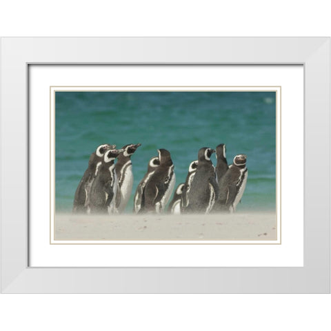 Bleaker Island Gentoo penguins on the beach White Modern Wood Framed Art Print with Double Matting by Illg, Cathy and Gordon