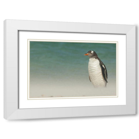 Bleaker Island Gentoo penguin on the beach White Modern Wood Framed Art Print with Double Matting by Illg, Cathy and Gordon