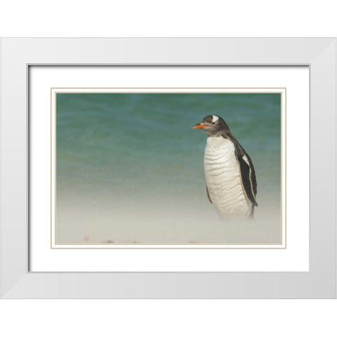 Bleaker Island Gentoo penguin on the beach White Modern Wood Framed Art Print with Double Matting by Illg, Cathy and Gordon