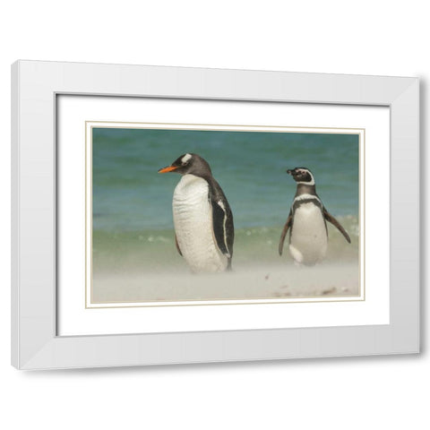 Bleaker Island Gentoo penguins on the beach White Modern Wood Framed Art Print with Double Matting by Illg, Cathy and Gordon