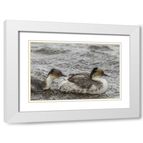 Sea Lion Island Silvery grebe feeding chick White Modern Wood Framed Art Print with Double Matting by Illg, Cathy and Gordon