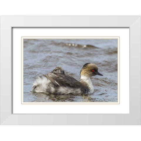 Sea Lion Island Silvery grebe with chick on back White Modern Wood Framed Art Print with Double Matting by Illg, Cathy and Gordon