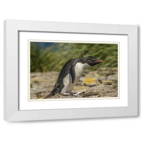 Falkland Islands, Bleaker Is Rockhopper penguin White Modern Wood Framed Art Print with Double Matting by Illg, Cathy and Gordon