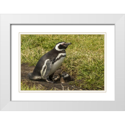 Sea Lion Island Magellanic penguin and chicks White Modern Wood Framed Art Print with Double Matting by Illg, Cathy and Gordon