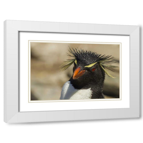 Saunders Island Rockhopper penguin portrait White Modern Wood Framed Art Print with Double Matting by Illg, Cathy and Gordon