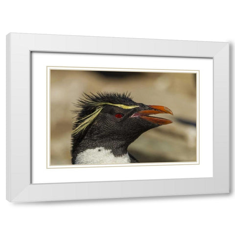 Saunders Island Rockhopper penguin portrait White Modern Wood Framed Art Print with Double Matting by Illg, Cathy and Gordon