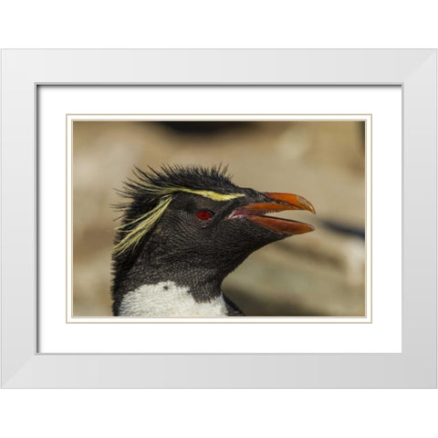 Saunders Island Rockhopper penguin portrait White Modern Wood Framed Art Print with Double Matting by Illg, Cathy and Gordon