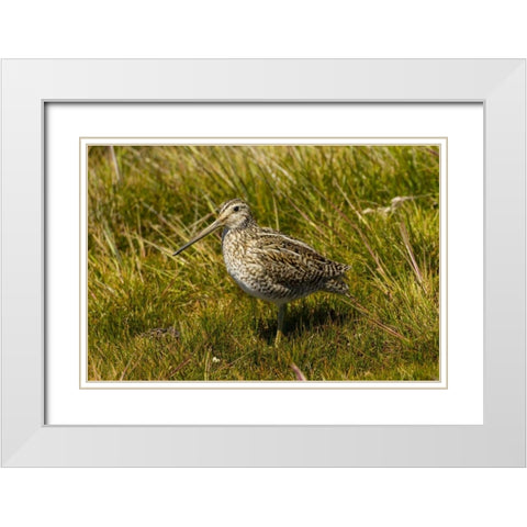 Falkland Islands, Sea Lion Is Magellanic snipe White Modern Wood Framed Art Print with Double Matting by Illg, Cathy and Gordon
