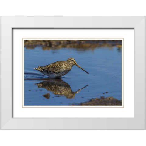 Sea Lion Island Magellanic snipe in water White Modern Wood Framed Art Print with Double Matting by Illg, Cathy and Gordon