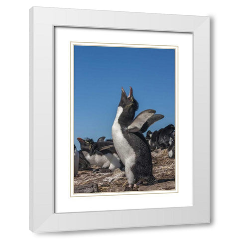 Bleaker Island Rockhopper penguin calling White Modern Wood Framed Art Print with Double Matting by Illg, Cathy and Gordon