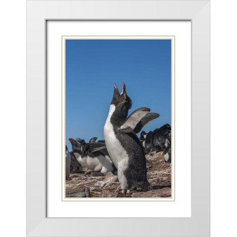 Bleaker Island Rockhopper penguin calling White Modern Wood Framed Art Print with Double Matting by Illg, Cathy and Gordon
