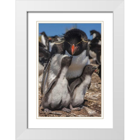 Bleaker Island Rockhopper penguin and chicks White Modern Wood Framed Art Print with Double Matting by Illg, Cathy and Gordon