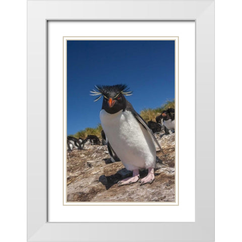 Falkland Islands, Bleaker Is Rockhopper penguin White Modern Wood Framed Art Print with Double Matting by Illg, Cathy and Gordon