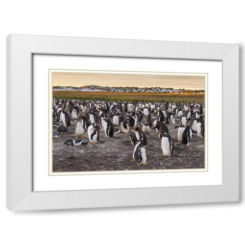 Sea Lion Island Gentoo penguins colony White Modern Wood Framed Art Print with Double Matting by Illg, Cathy and Gordon