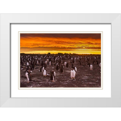 Sea Lion Island Gentoo penguins colony at sunset White Modern Wood Framed Art Print with Double Matting by Illg, Cathy and Gordon