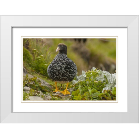 Falkland Islands, Carcass Island Kelp goose White Modern Wood Framed Art Print with Double Matting by Illg, Cathy and Gordon