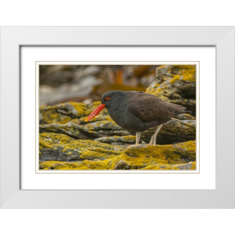 Carcass Island Blackish oystercatcher White Modern Wood Framed Art Print with Double Matting by Illg, Cathy and Gordon