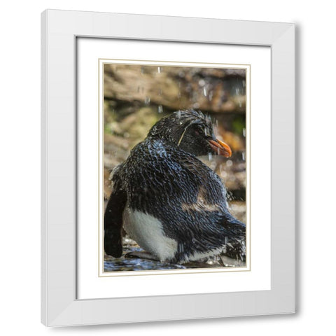Saunders Island Rockhopper penguin bathing White Modern Wood Framed Art Print with Double Matting by Illg, Cathy and Gordon