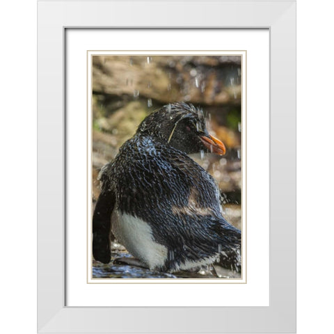 Saunders Island Rockhopper penguin bathing White Modern Wood Framed Art Print with Double Matting by Illg, Cathy and Gordon