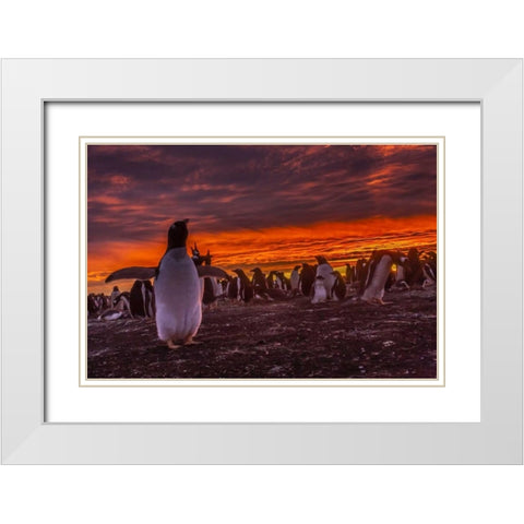 Sea Lion Island Gentoo penguin colony at sunset White Modern Wood Framed Art Print with Double Matting by Illg, Cathy and Gordon