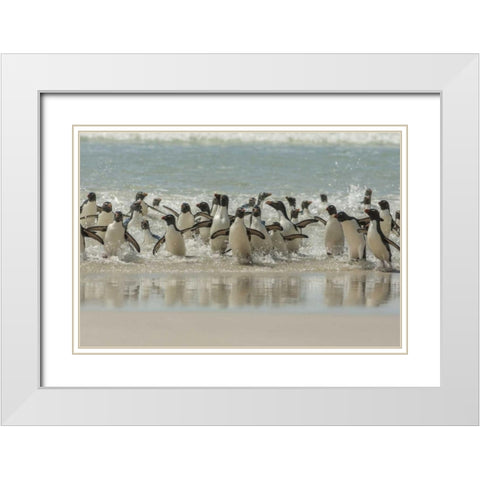 Saunders Island Rockhopper penguins returning White Modern Wood Framed Art Print with Double Matting by Illg, Cathy and Gordon