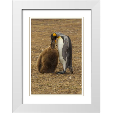 East Falkland King penguin parent feeding chick White Modern Wood Framed Art Print with Double Matting by Illg, Cathy and Gordon