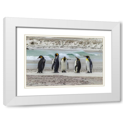East Falkland King penguins on beach White Modern Wood Framed Art Print with Double Matting by Illg, Cathy and Gordon