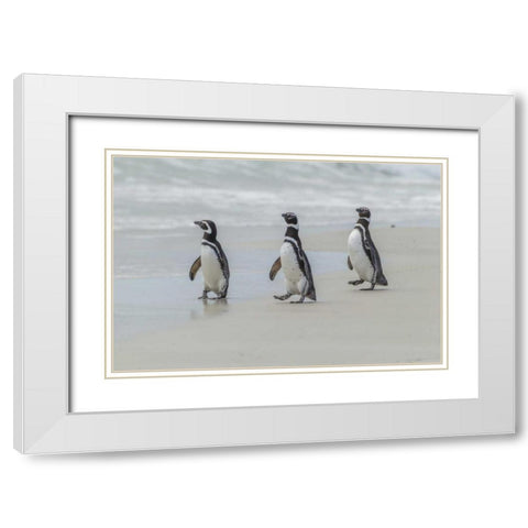 East Falkland Magellanic penguins on beach White Modern Wood Framed Art Print with Double Matting by Illg, Cathy and Gordon