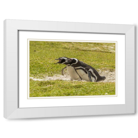 East Falkland Magellanic penguins braying White Modern Wood Framed Art Print with Double Matting by Illg, Cathy and Gordon