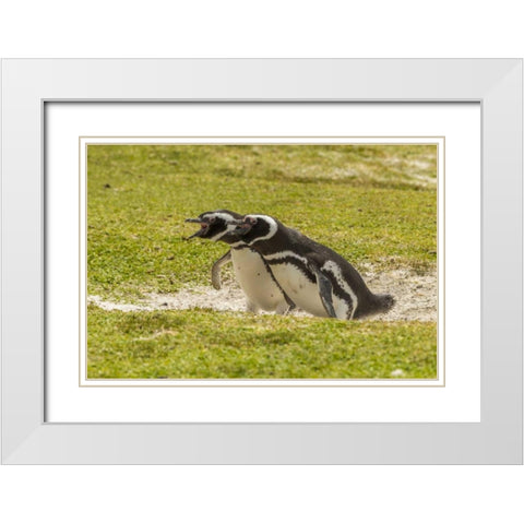 East Falkland Magellanic penguins braying White Modern Wood Framed Art Print with Double Matting by Illg, Cathy and Gordon