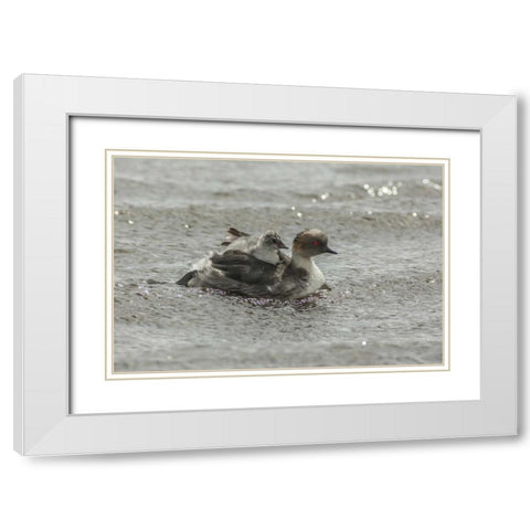 Sea Lion Island Silvery grebe with chick on back White Modern Wood Framed Art Print with Double Matting by Illg, Cathy and Gordon
