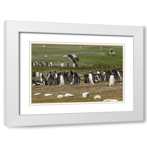 East Falkland Kelp gull over Gentoo penguins White Modern Wood Framed Art Print with Double Matting by Illg, Cathy and Gordon