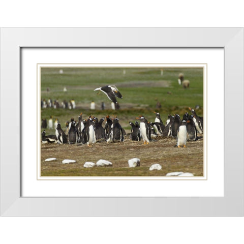 East Falkland Kelp gull over Gentoo penguins White Modern Wood Framed Art Print with Double Matting by Illg, Cathy and Gordon
