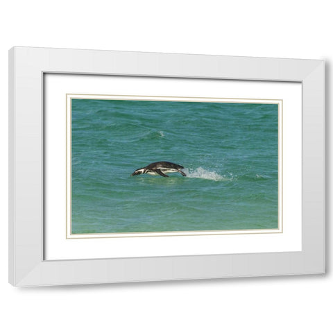 Bleaker Island Magellanic penguin breaching White Modern Wood Framed Art Print with Double Matting by Illg, Cathy and Gordon