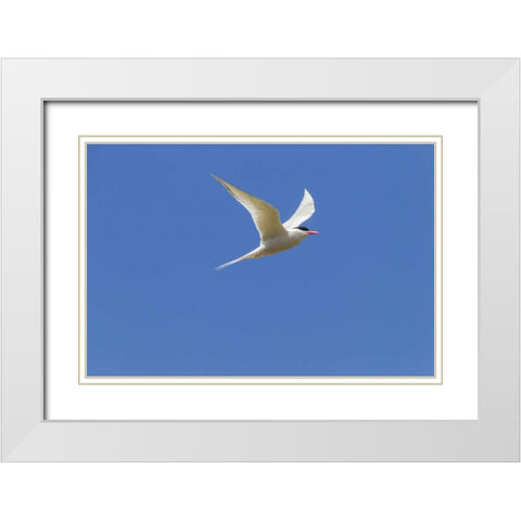 Bleaker Island South American tern in flight White Modern Wood Framed Art Print with Double Matting by Illg, Cathy and Gordon