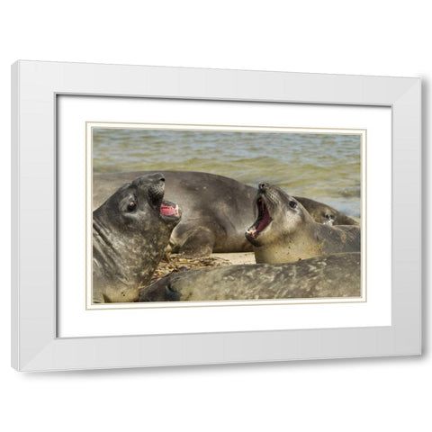 Carcass Island Southern elephant seals arguing White Modern Wood Framed Art Print with Double Matting by Illg, Cathy and Gordon