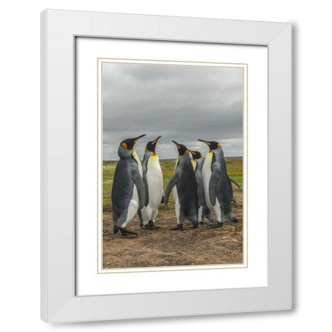 Falkland Islands, Volunteer Point King penguins White Modern Wood Framed Art Print with Double Matting by Illg, Cathy and Gordon
