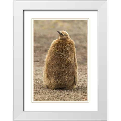 East Falkland, Saunders Isl King penguin chick White Modern Wood Framed Art Print with Double Matting by Illg, Cathy and Gordon