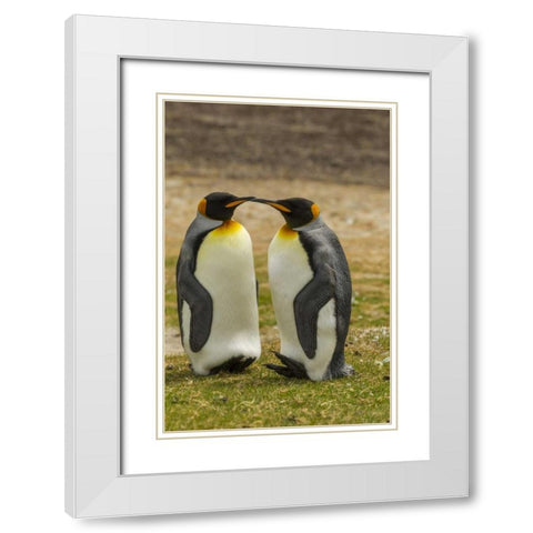 Saunders Island Pair of king penguins White Modern Wood Framed Art Print with Double Matting by Illg, Cathy and Gordon