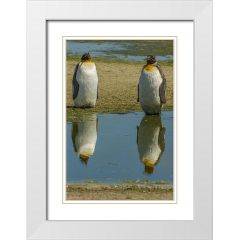 East Falkland King penguins reflecting in water White Modern Wood Framed Art Print with Double Matting by Illg, Cathy and Gordon
