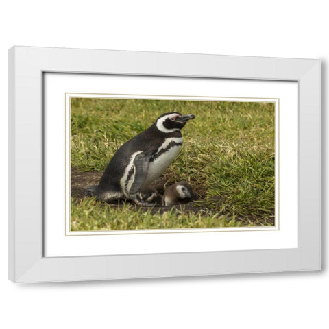 Sea Lion Island Magellanic penguin and chicks White Modern Wood Framed Art Print with Double Matting by Illg, Cathy and Gordon