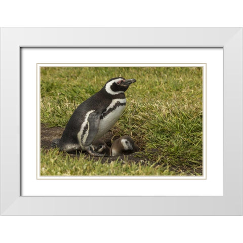 Sea Lion Island Magellanic penguin and chicks White Modern Wood Framed Art Print with Double Matting by Illg, Cathy and Gordon